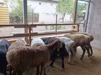 Schaf, Rhon sheep — Foto 3