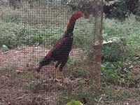 Chickens — Foto 3