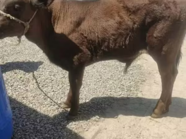 Ցուլ, Խոշոր եղջերավոր — Հայաստան