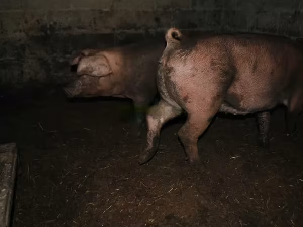 Шошқалар (топ, жынысы көрсетілмеген), Шошқалар