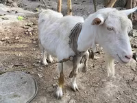 عنزة, Fergana goat — الصورة 1