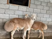 Խոյ, Afghan Arabi sheep — լուսանկար 2