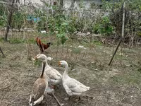 تشاينيز — الصورة 4