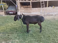 Խոյ, Edilbay sheep — լուսանկար 3