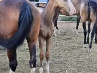 Ձի, Akhal-Teke — լուսանկար 4