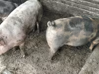 Eber, Schweine — Foto 2