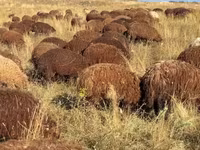 Ոչխար, Ոչխարներ — լուսանկար 2