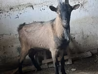 Արու այծ, Oberhasli goats — լուսանկար 3
