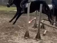 公马, Hungarian horse breed — 照片 2