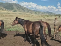 Էգ ձի, Ձիեր — լուսանկար 7
