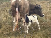 Toro, Ganado vacuno — foto 1