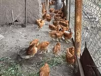 Chickens — Foto 3