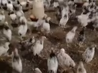 Chickens — الصورة 6
