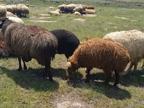 Ram, Sheep — Armenia