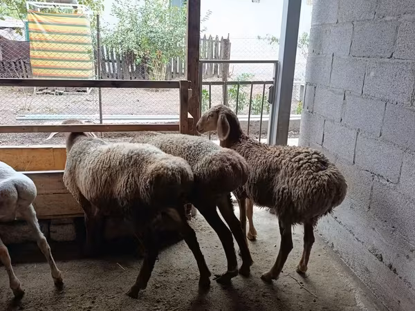 Schaf, Rhon sheep