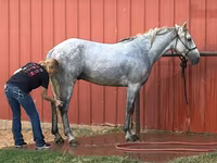 Ձի, Tennessee Walking Horse — լուսանկար 3