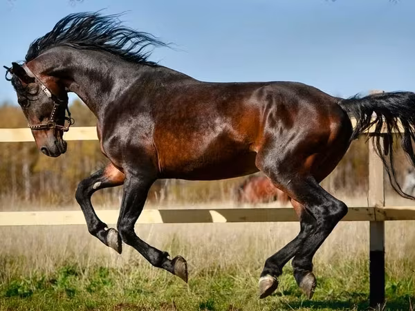 Horses (batch, sex not specified), Soviet Heavy draft