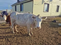 Kuh, Latvian Blue cattle — Foto 3
