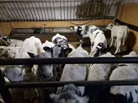 Cattle (batch, sex not specified), Russian Black pied cattle — photo 2