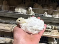Լոր լորի ճուտ ինկուբացիոն ձու — фото 3