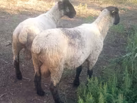 Խոյ, White Suffolk sheep — լուսանկար 3