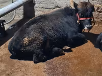Ցուլ, Swedish red cattle — լուսանկար 3