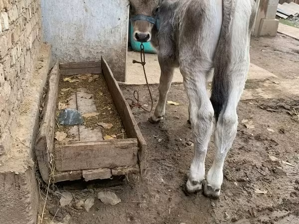 सांड, Swiss cattle