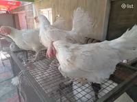 Chickens — photo 3