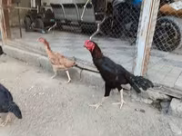 Chickens — 3-сурет