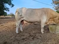 ثور, Charolais cattle — الصورة 3