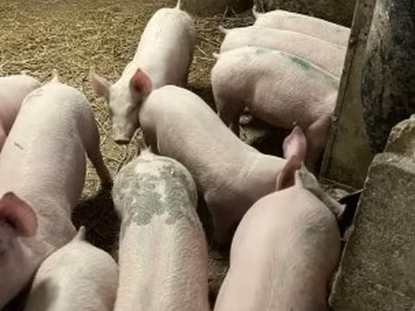 Кабан, Крупная белая
