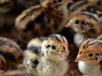 Chickens — Foto 3