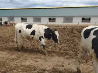 Կով, Russian Black pied cattle — լուսանկար 3