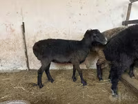 Ոչխար, Blackheaded Persian sheep — լուսանկար 2