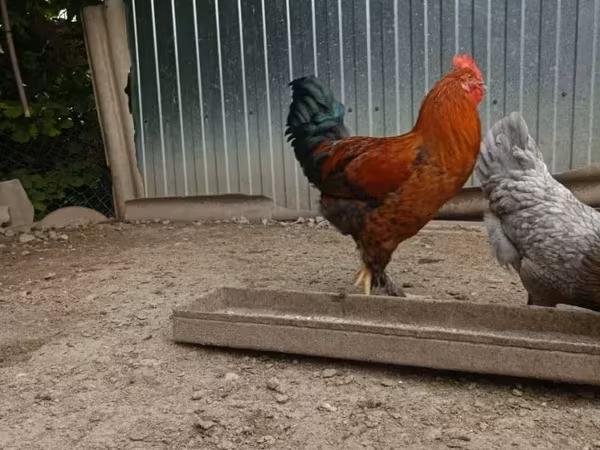 Chickens — Armenien
