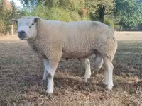 मेढ़ा, Texel sheep — फ़ोटो 1