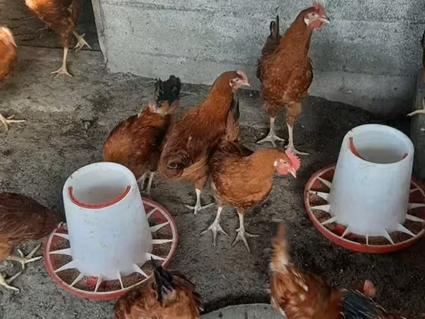 Chickens