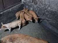 मादा सूअर, सूअर — फ़ोटो 1