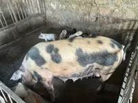 Sow, Pigs — photo 4