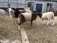Carneiro, Dorper sheep — foto 5