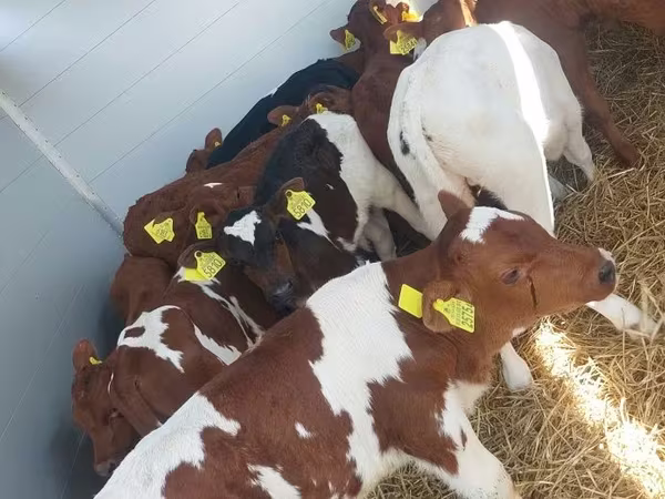 Ցուլ, Simmental cattle