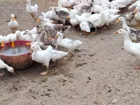 Pekin Alemão — foto 6