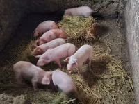 मादा सूअर, सूअर — फ़ोटो 3
