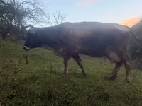 Cow, Cattle — photo 6