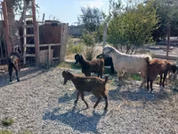 Bode, Cabras — foto 6