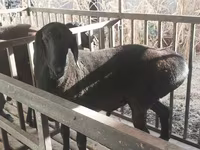 Ram, Aland sheep — photo 2