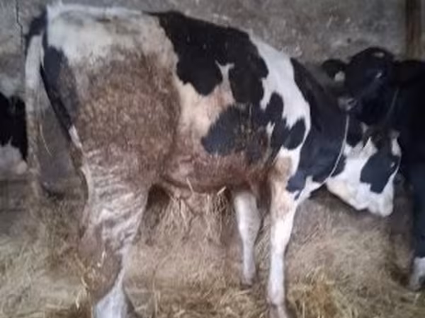 Ցուլ, Russian Black pied cattle