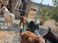 Bode, Cabras — foto 4