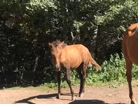 Mare, Horses — photo 2