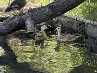 Ducks — photo 1